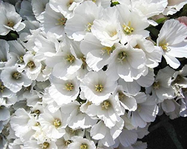 White Godetia Flower Seeds (Clarkia Amoena) – 1500+ Non-GMO Heirloom Seeds, by