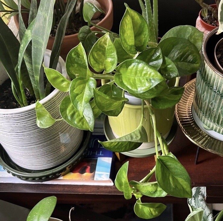 Lot of 3 Golden, Cebu Blue, Global Green Pothos 2 Leaf 2 Nodes UNROOTED CUTTINGS