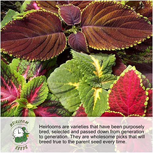 , Bulk 12,500 Seeds Honey Bee Wildflower Medium Pack (12,500 Seeds)