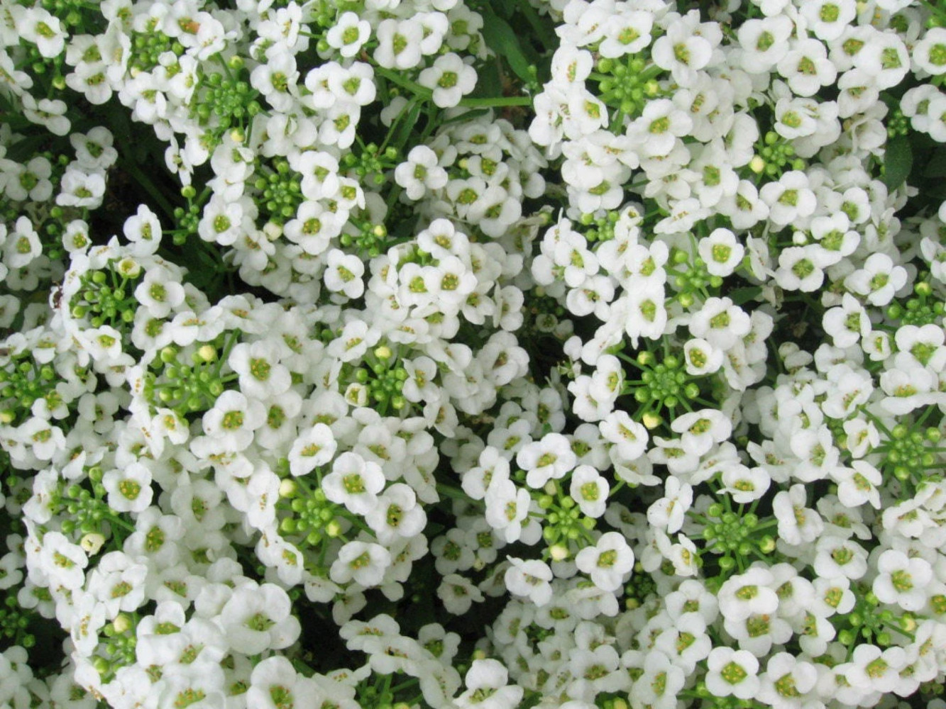 1000 WHITE SWEET ALYSSUM Carpet Of Snow Lobularia Maritima Flower Seeds