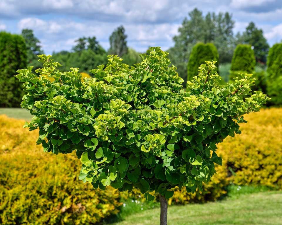 1 Ginkgo Tree 12-24″ Ginkgo biloba Bare Root