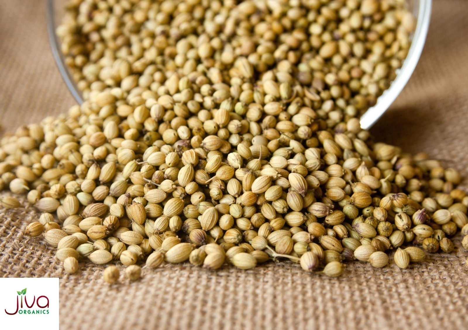 Organic Coriander Seeds Whole 1.25 lb Bulk – Non-GMO, Fresh Spices for Cooking