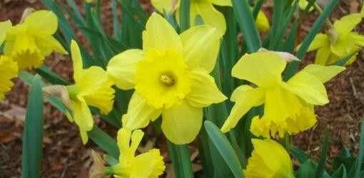 5 Old fashion yellow Daffodil bulbs~Woodland gardens ~Naturalize *FALL PLANTING