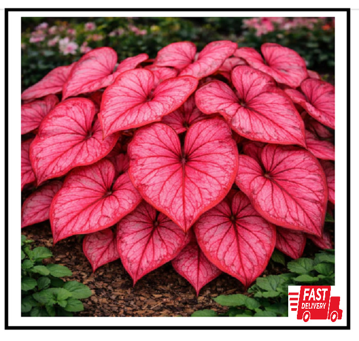 Desert Sunset Caladium Bulbs 4 Pack Sun Tolerant Pink Copper Vein Tropical Plant