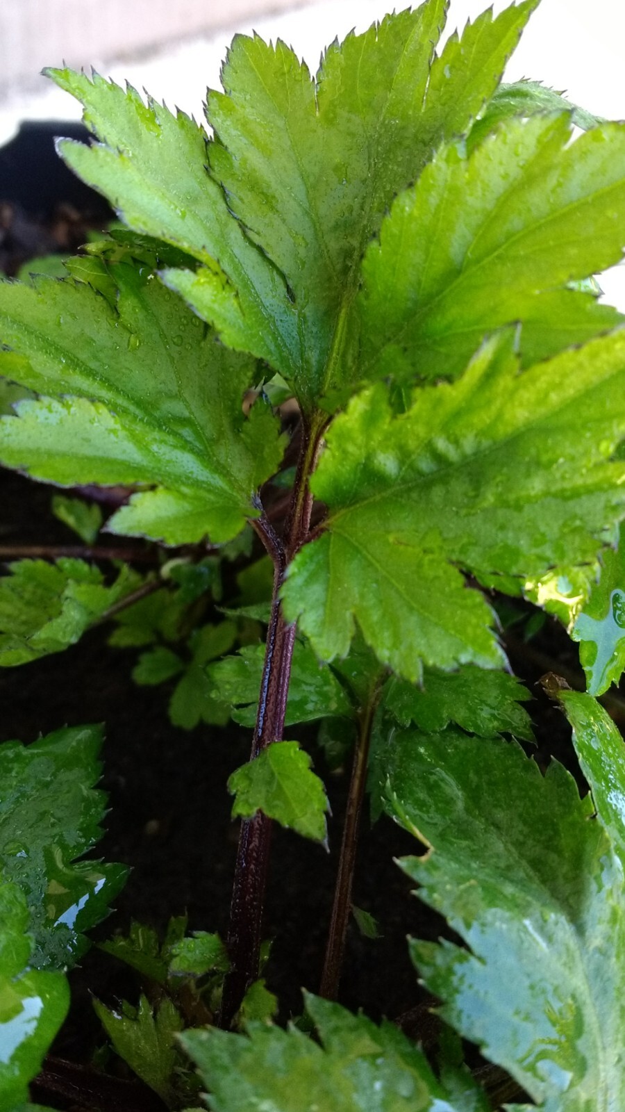 Ashitaba Tomorrows Leaf Angelica Keiskei Japanese 明日草 – Rooted Starter Plants