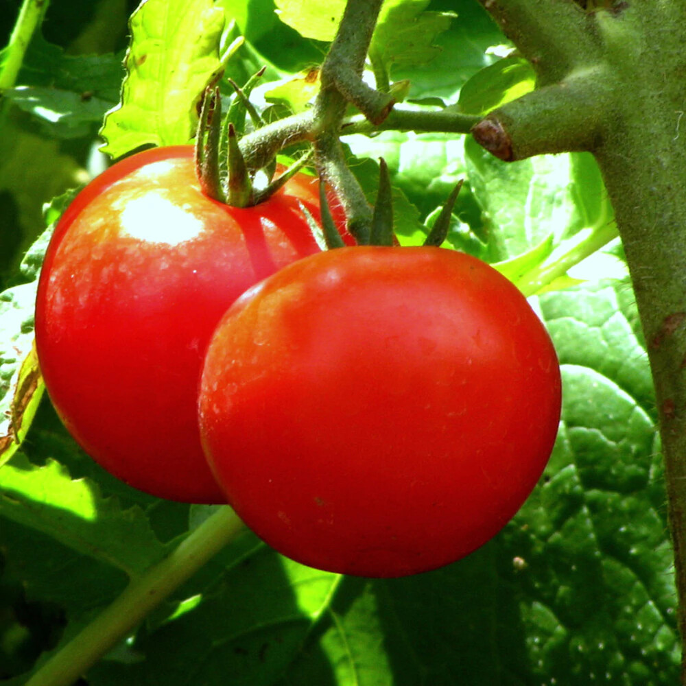 TOMATO SLICER BONNY BEST SCARLET 100 SEEDS