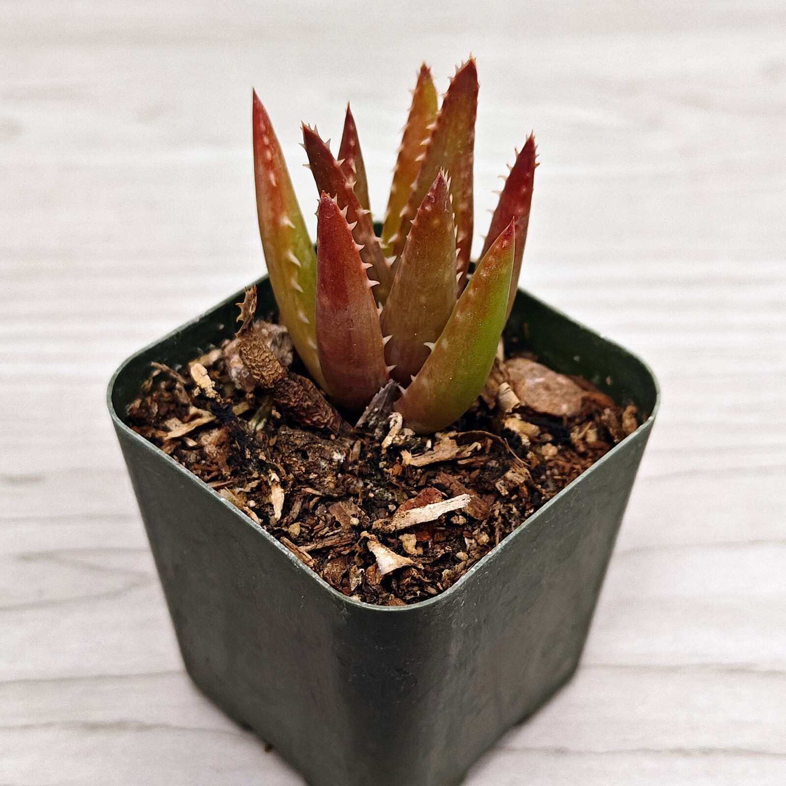 Succulent Live Plant – Aloe – In 2″ Pot