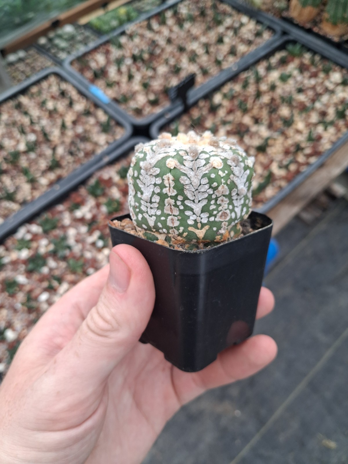 Astrophytum asterias cv. V-type US seller