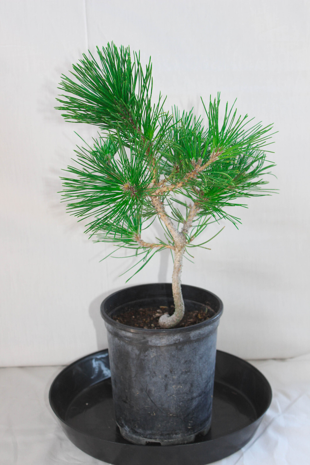 Japanese Black Pine ‘Mikawa’ Trained Pre-Bonsai Tree – 1 Gallon Informal Upright