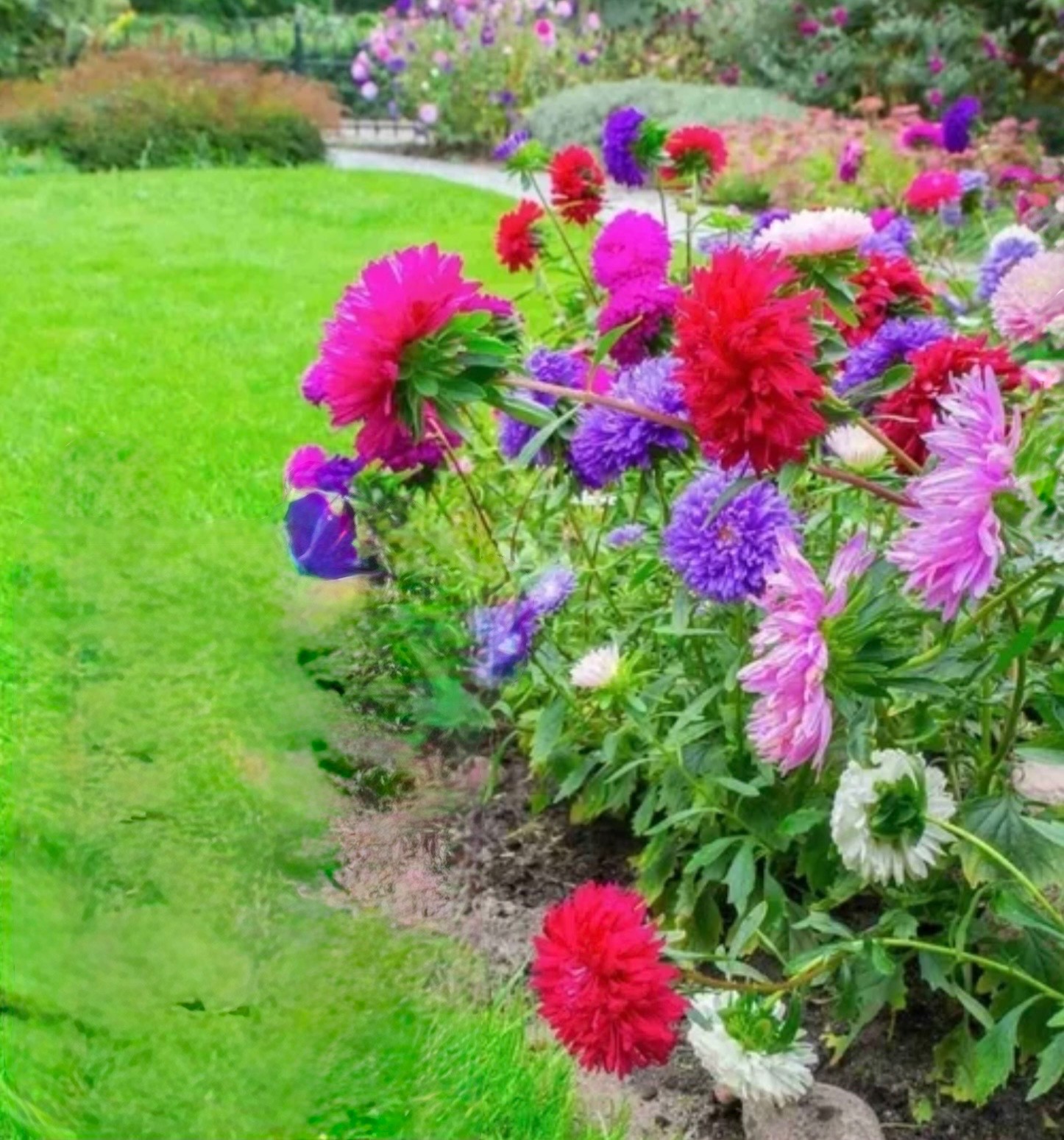 Aster Crego Giant Mix – Fresh Flower Seeds – Large Feathery Colorful Blooms