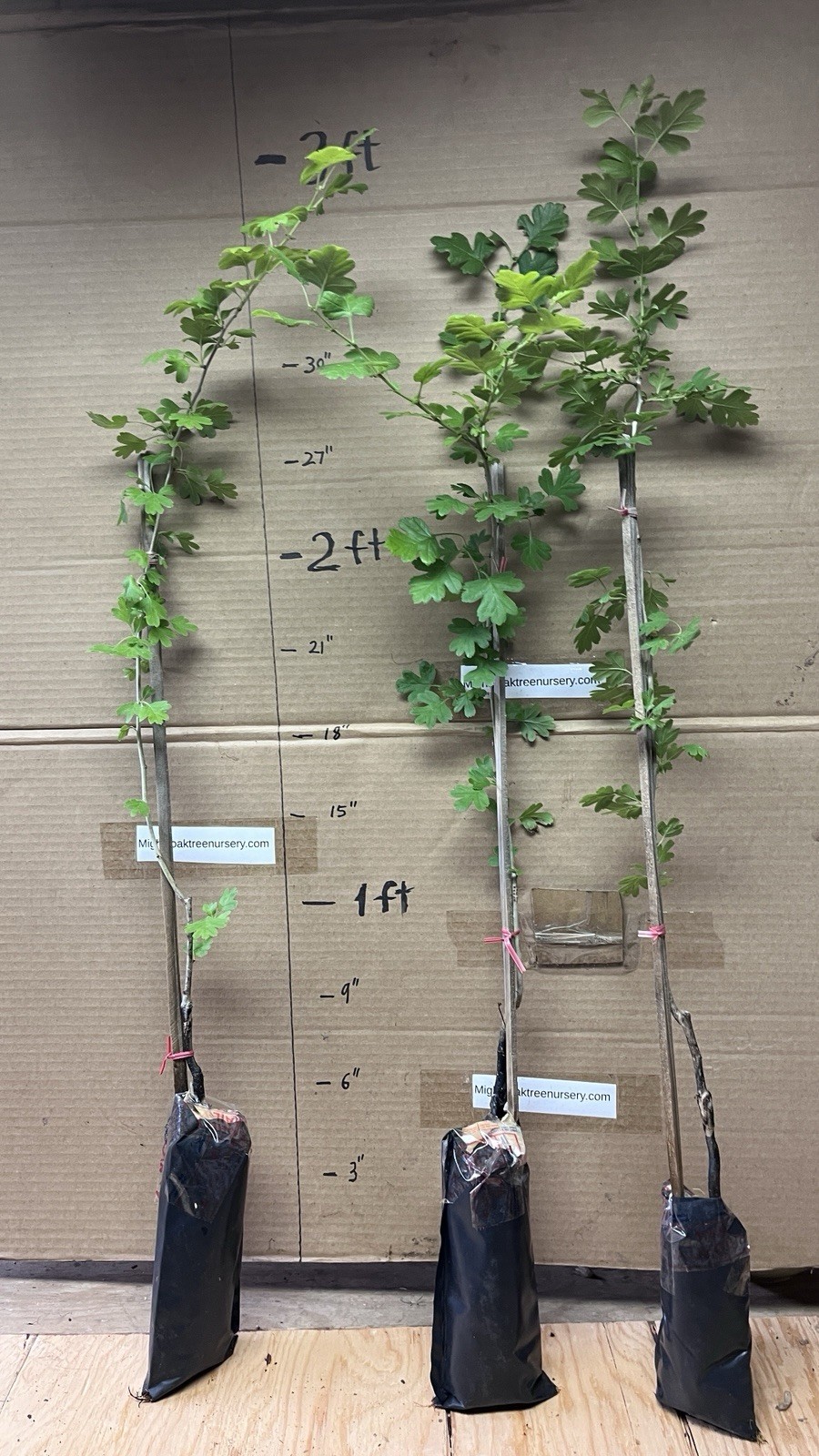 30-40″ tall Golden Girl black hawthorn (Crataegus sp.) 2 year old grafted plant