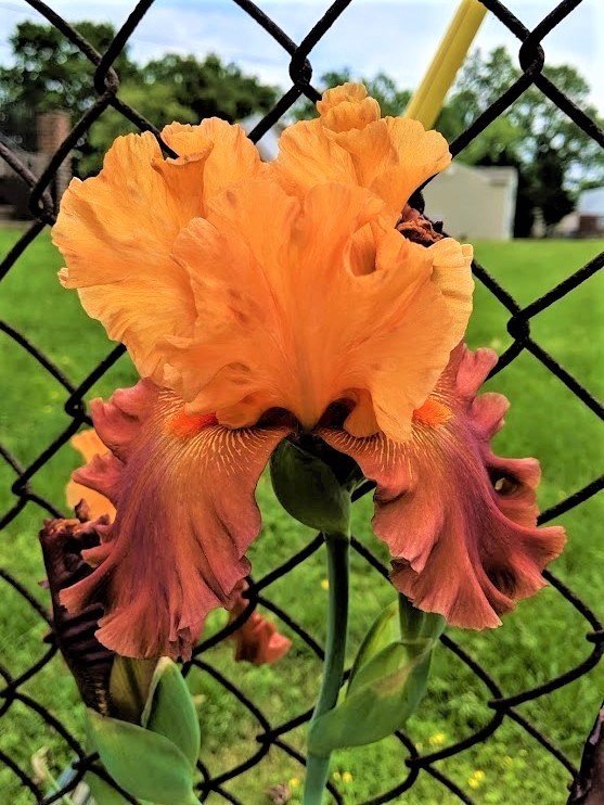 Tall Bearded Iris “LOVELY SENORITA” – 1 Plant/ Rhizome