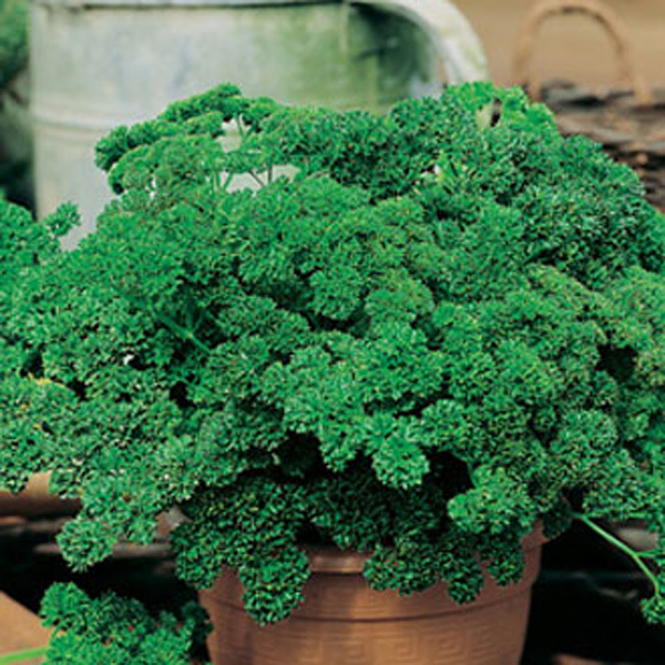PARSLEY (Moss Curled) COMB. S/H! SEE OUR STORE- WE HAVE OVER 900 KINDS OF SEEDS!
