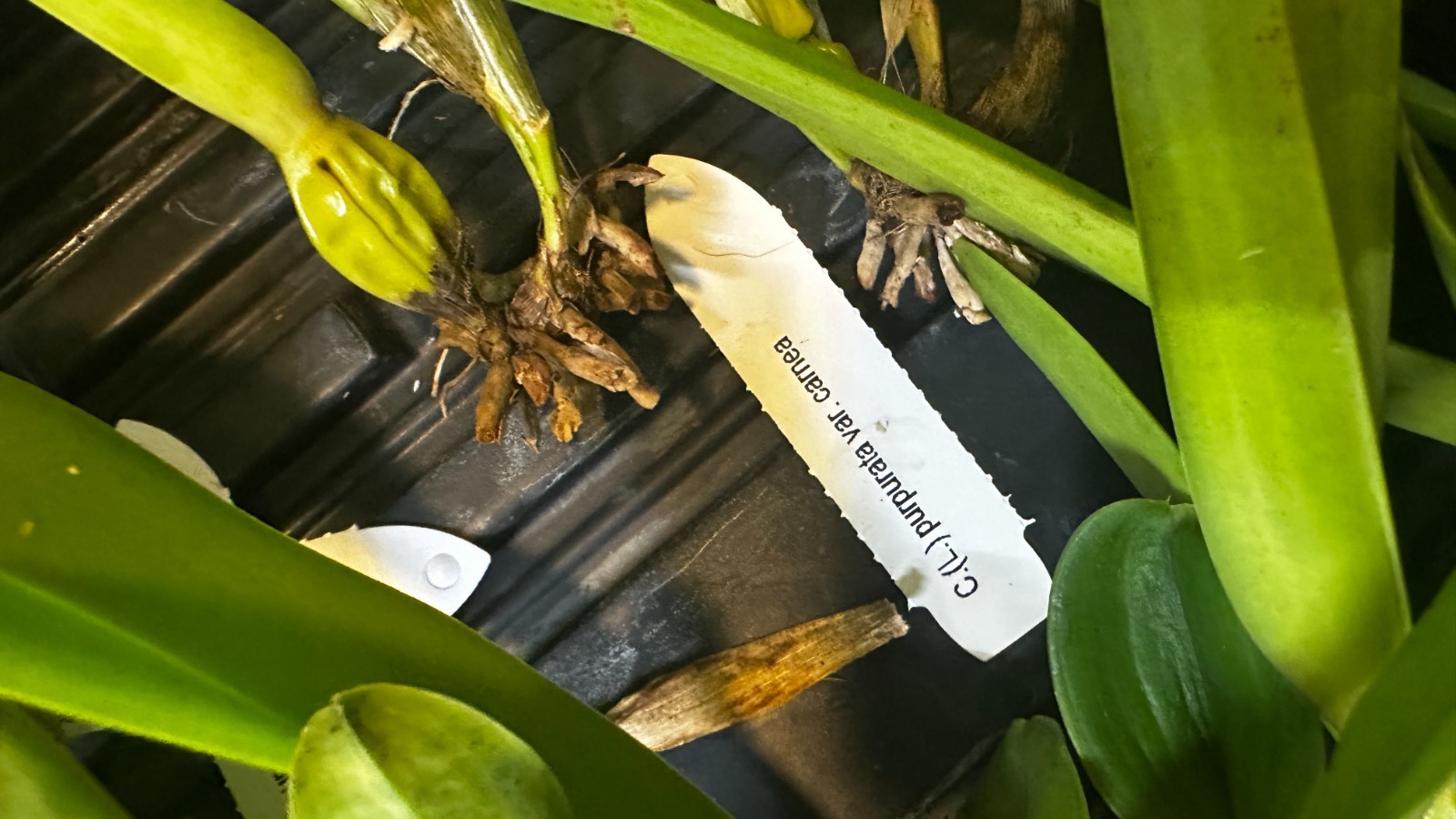 Rhyncholaelia digbyana ‘Green Giant’ FCC/AOS [Bareroot]