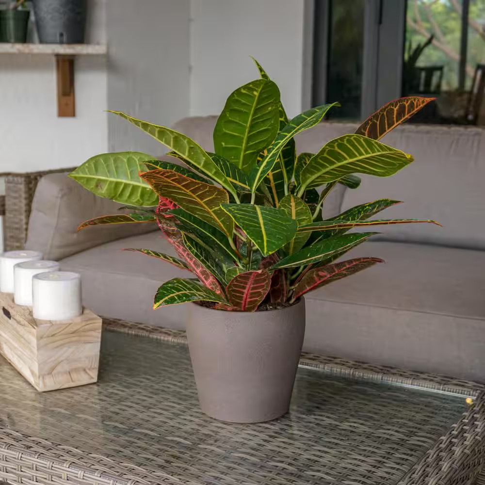 Croton Petra in 6 Inch Grower Pot