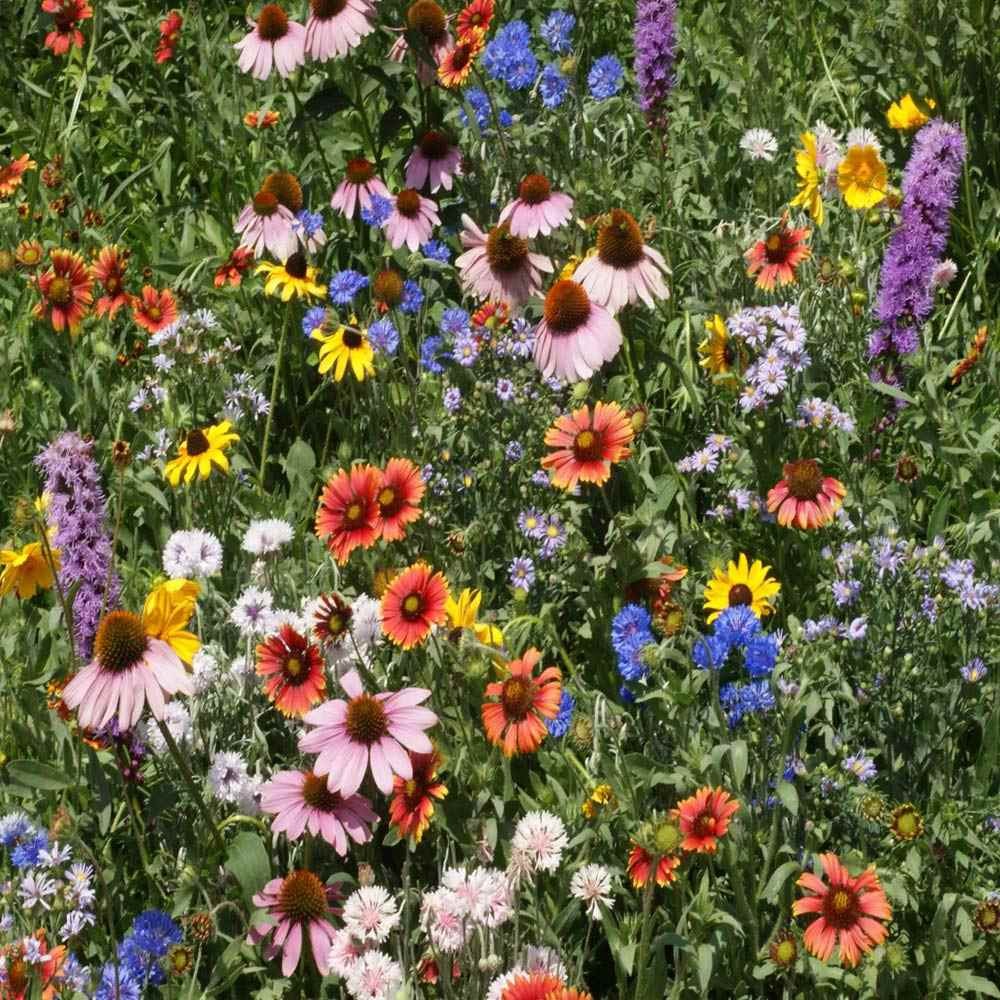 5 LBS Northeast Wildflower Seed Mix For Planting Outdoors