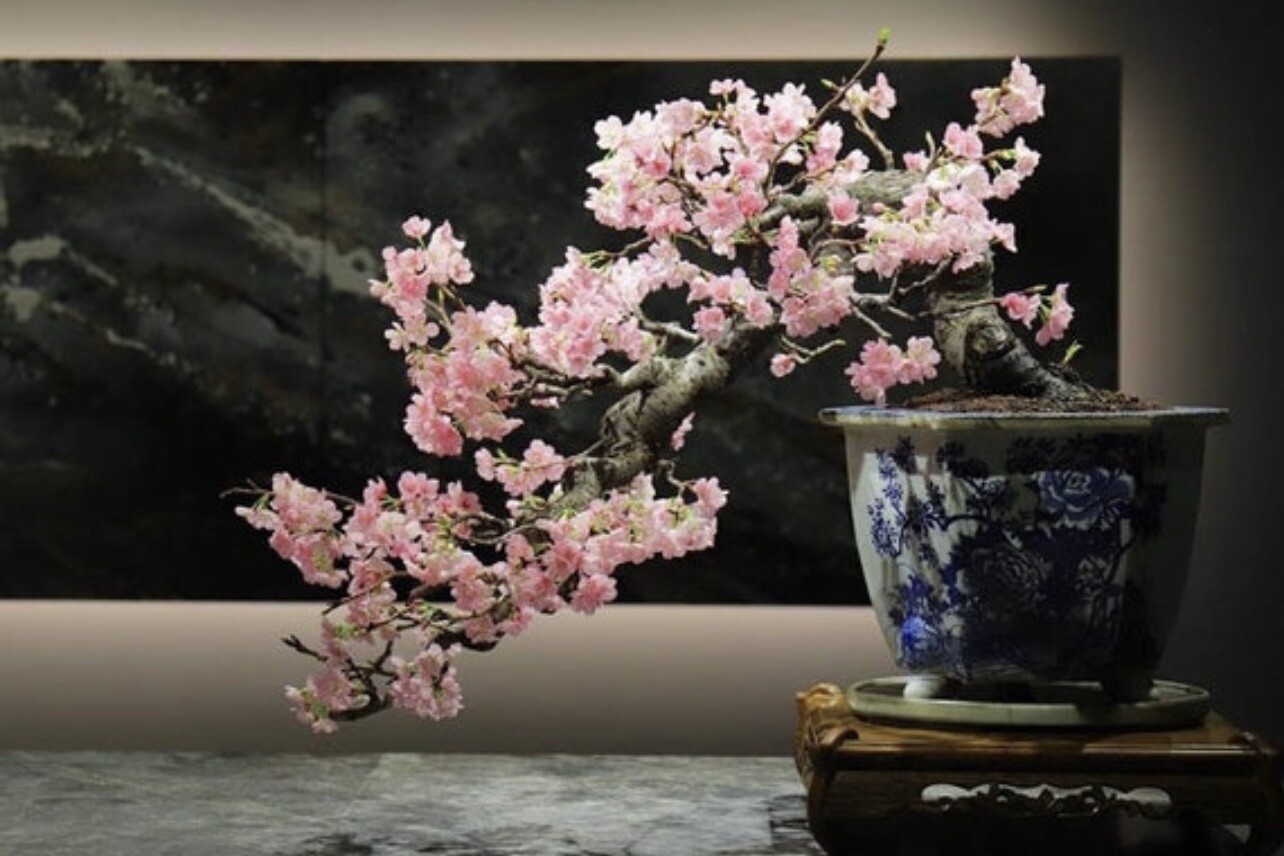 2 Okame and 2 Yoshino cherry (live tree seedling 7 to 13 inches)
