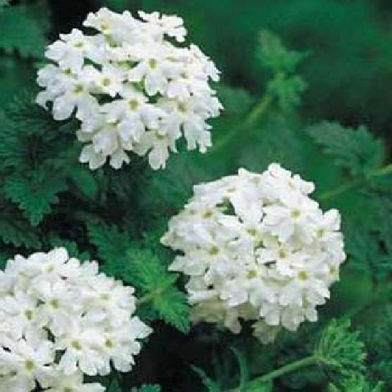100 Seeds MOSS VERBENA FLOWER FRESH SEEDS B117-B119 Stunning Colors