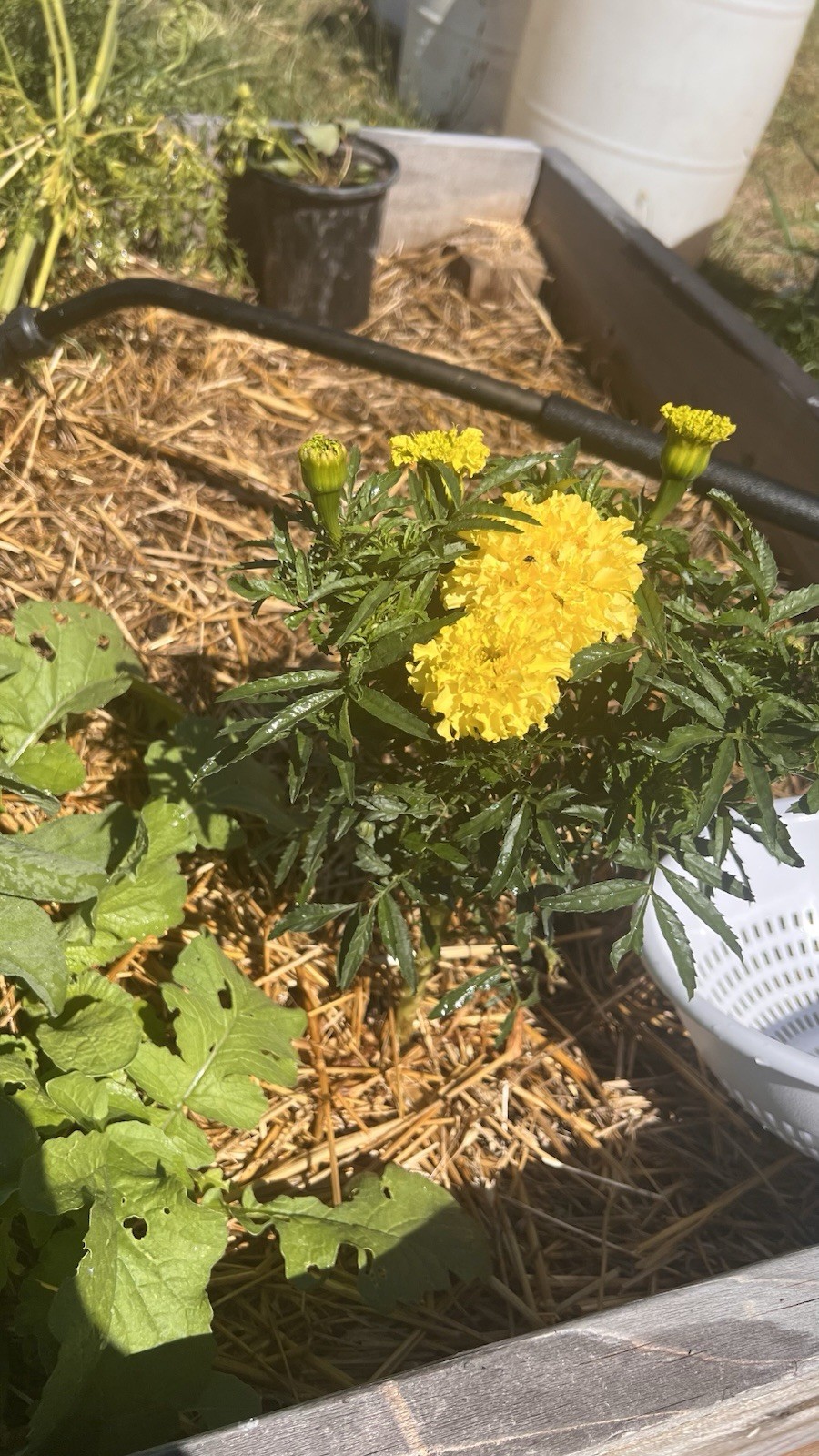 Yellow Indian Marigolds, 100+ seeds, organic, Free Shipping