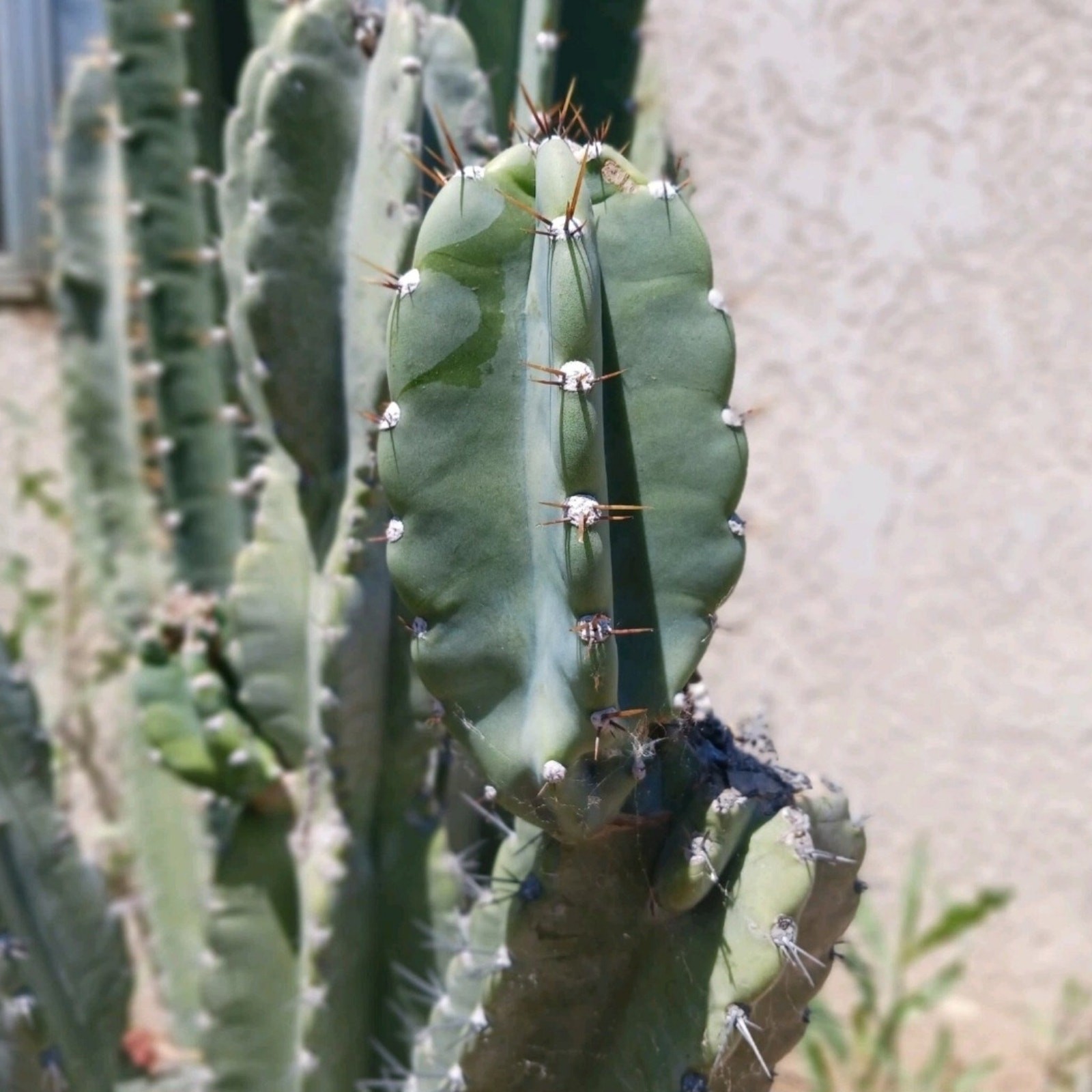 25 inch Peruvian apple cactus cutting, fresh cut , top cut cereus peruvianus