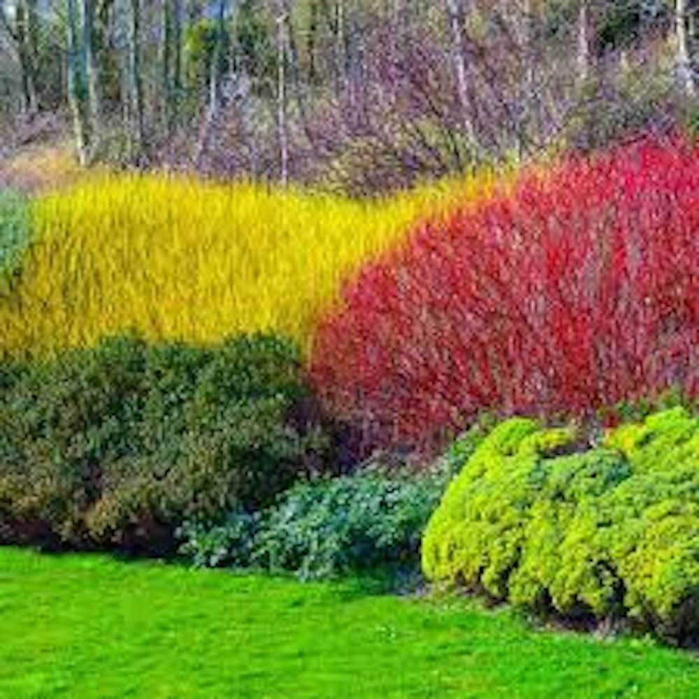 5 Red Twig Dogwood Shrub 12-24″ Tall Cornus sericea Landscape Coral Dogwood