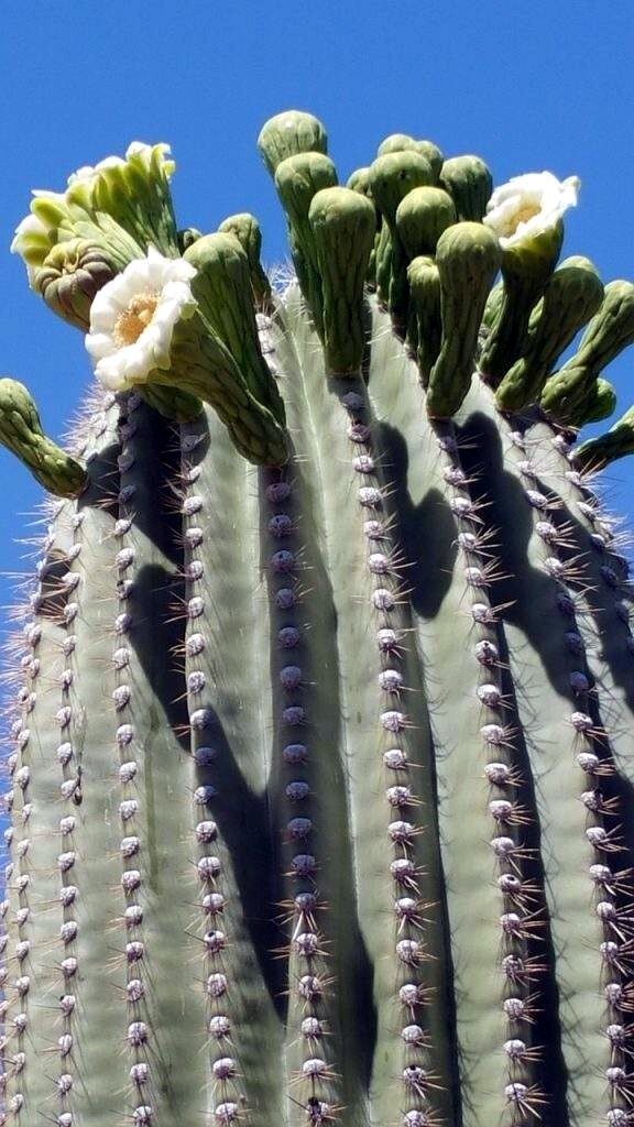 10 SAGUARO GIANT CACTUS SEEDS (Carnegiea gigantea) “Tree like Cacti” Hardy-8