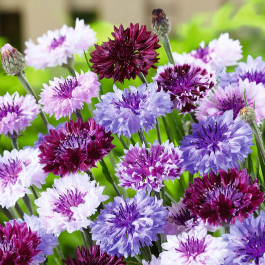 50 Count Cornflower / Bachelor Button Seed Mix – Free Shipping