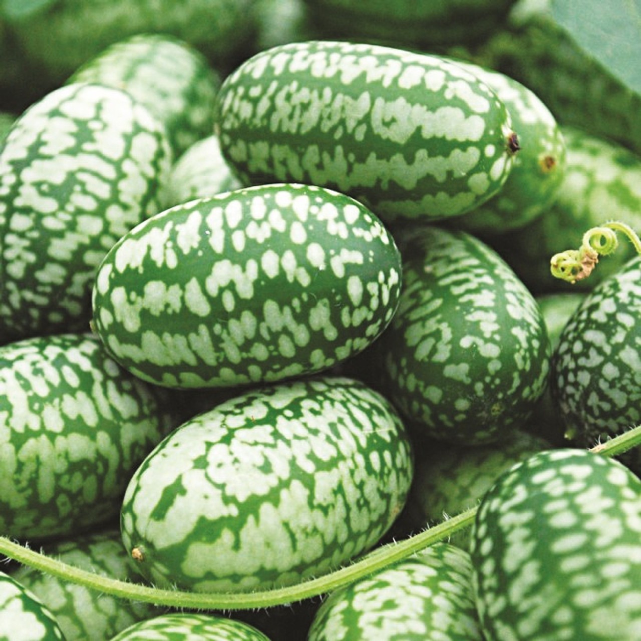 Cucamelon Seeds, Mexican Sour Gherkin, Mouse Melon, NON-GMO, Heirloom, FREE SHIP