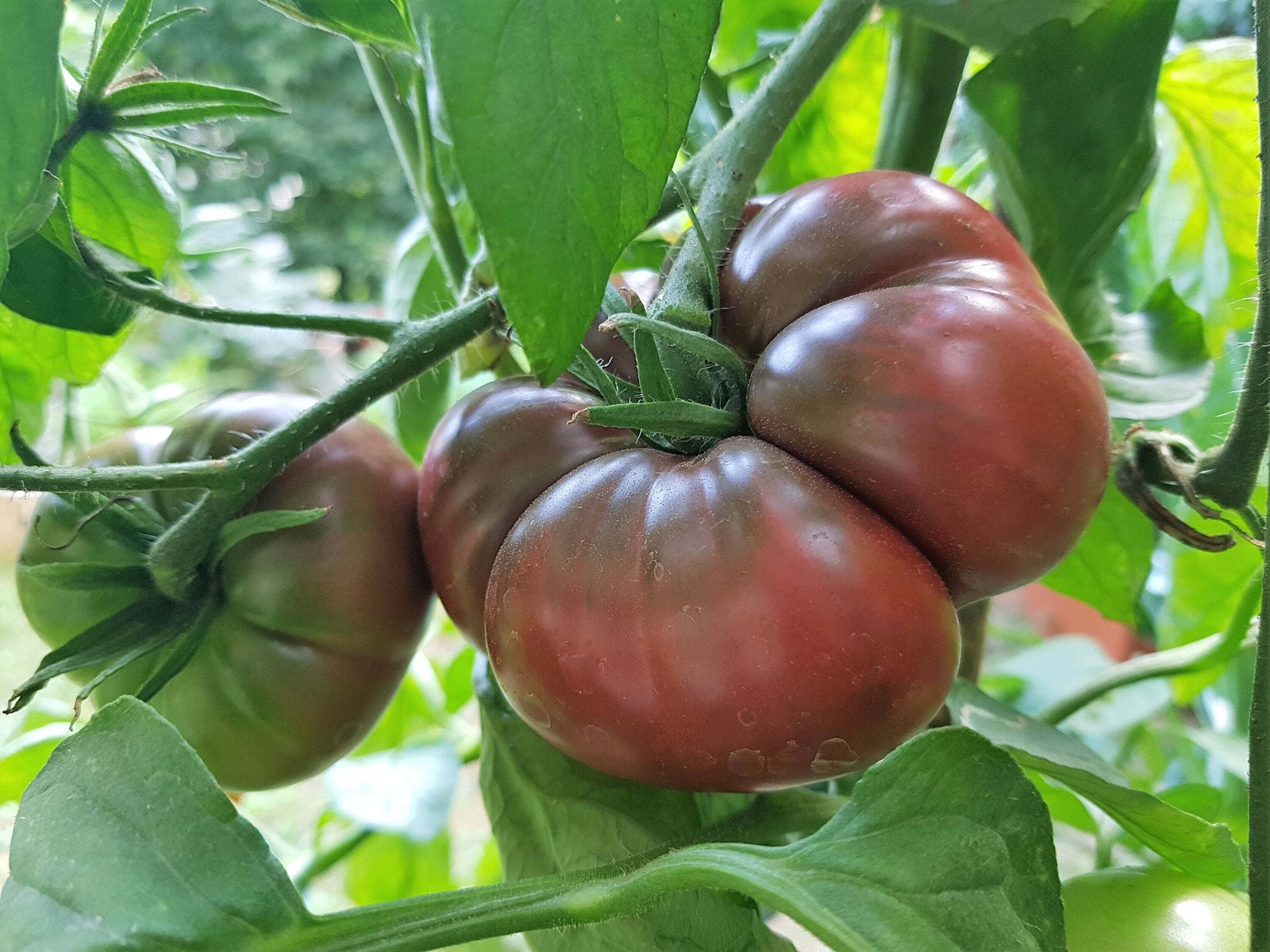 80 BLACK KRIM TOMATO Solanum Lycopersicum Indeterminate Heirloom Beefsteak Seeds