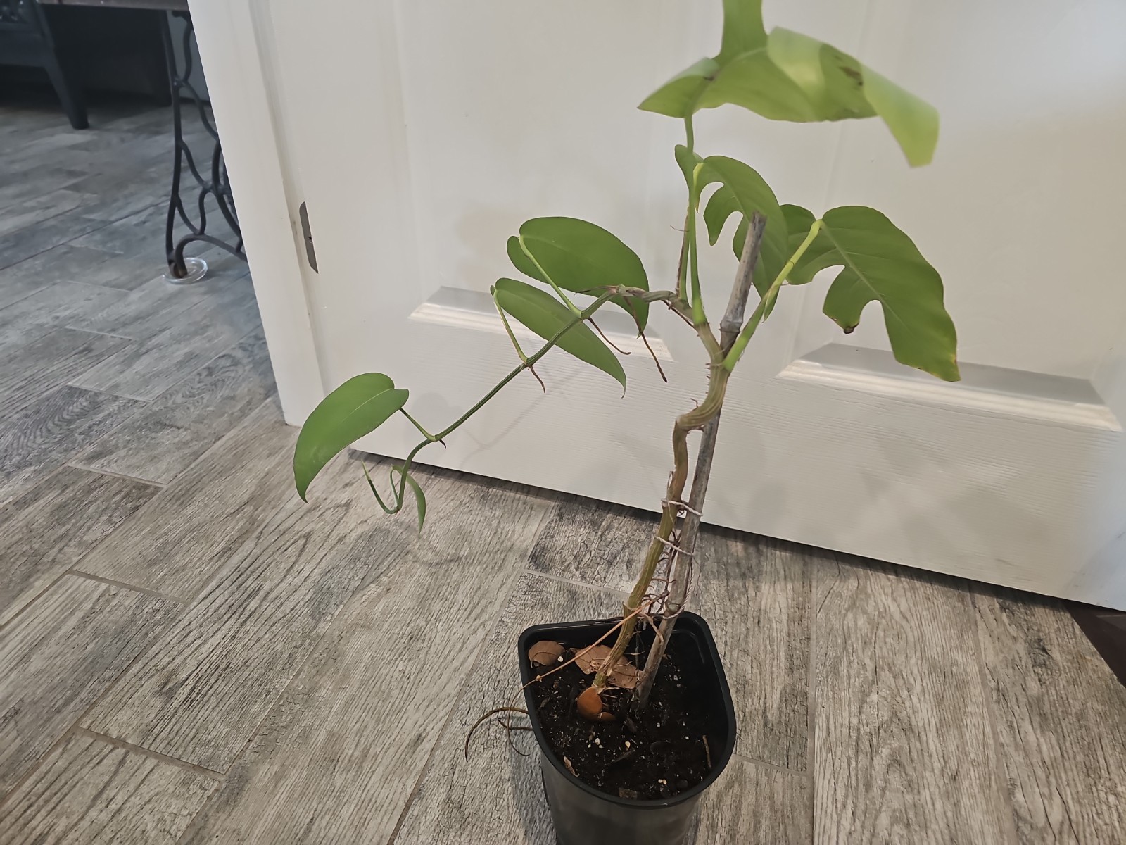 Mature Cebu Blue Pothos Epipremnum Pinnatum Rooted Top Cutting Fenestrated