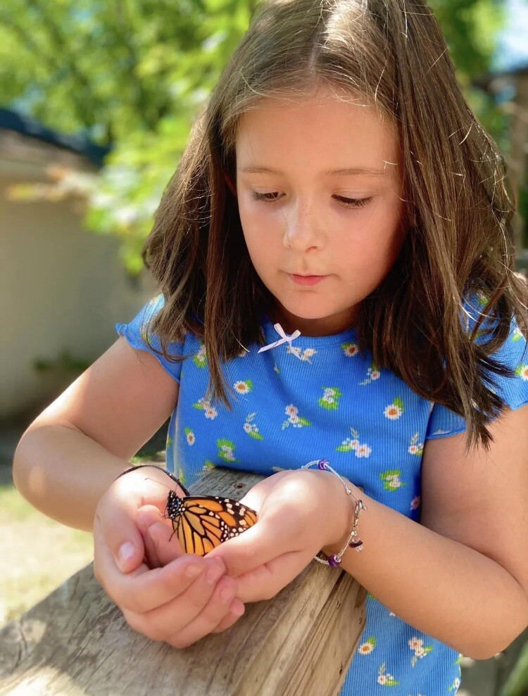 Common Milkweed 100+ seeds (Asclepias syriaca) Help Monarch Butterflies