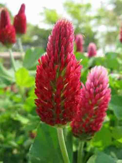 SCARBOROUGH SEEDS Organic Crimson Clover 500 Seeds Non GMO Pereniall