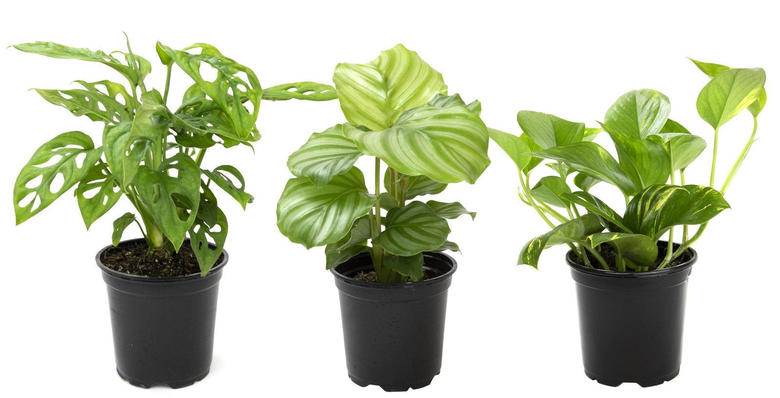 Essential Houseplant Collection (3PK), Easy Plant Varieties, Air Purifying Pa…