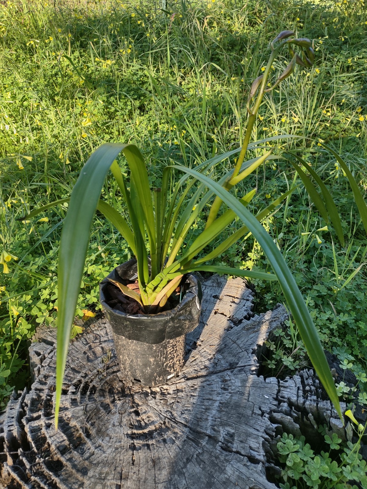 Cymbidium Orchid Green RHS Award Winning ‘Lowianum’ ~ Budding or Blooming ~