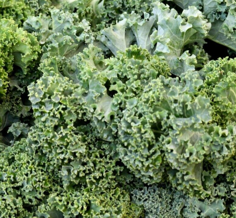 1000+ SEEDS KALE DWARF AUTUMN MIX VEGETABLE GARDEN SALADS MICROGREENS NON-GMO US