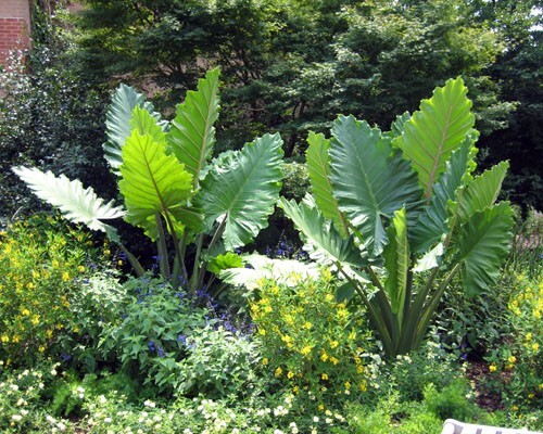 Alocasia – ‘Portora’ – Elephant Ear Indoor/Outdoor Tropical Plant – Cold Hardy