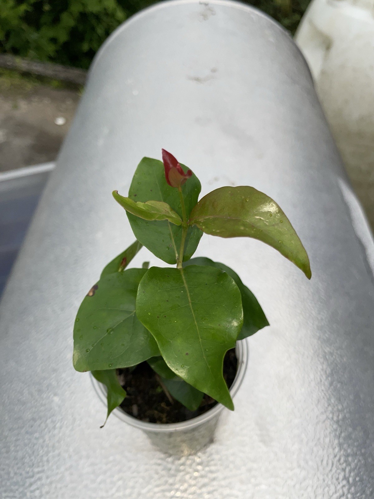 Surinam Cherry Red Eugenia Uniflora Pitanga 4-7″ nangapirí Myrtaceae