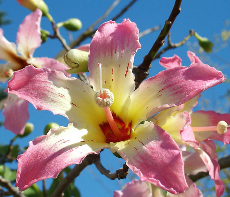 Chorisia speciosa exotic flowering tree silk floss bottle kapok seed 10 seeds