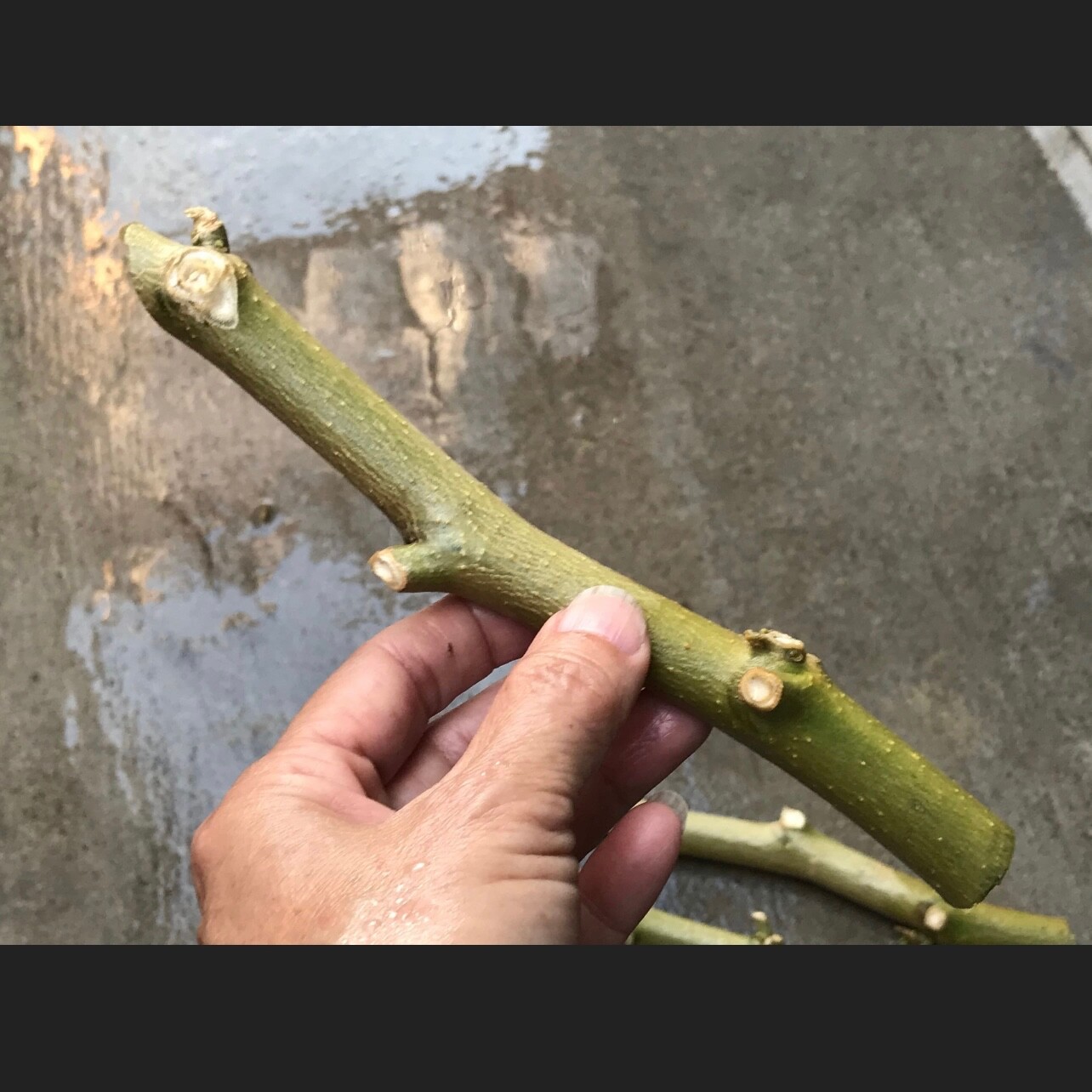 Variegated Brugmansia Angel’s Trumpet Unrooted Plant Cuttings