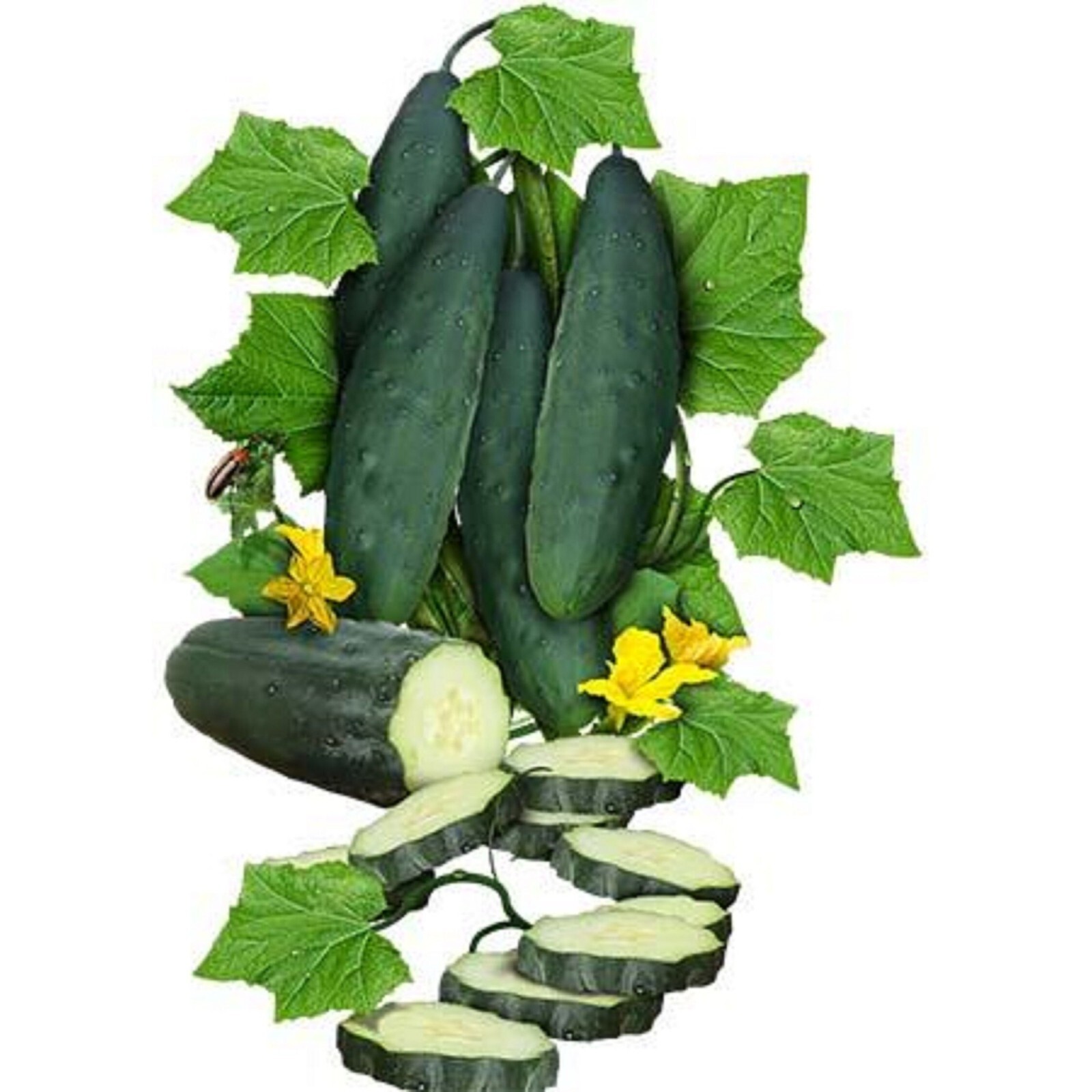 15 Marketmore Cucumber Seeds 76 Heirloom Non GMO