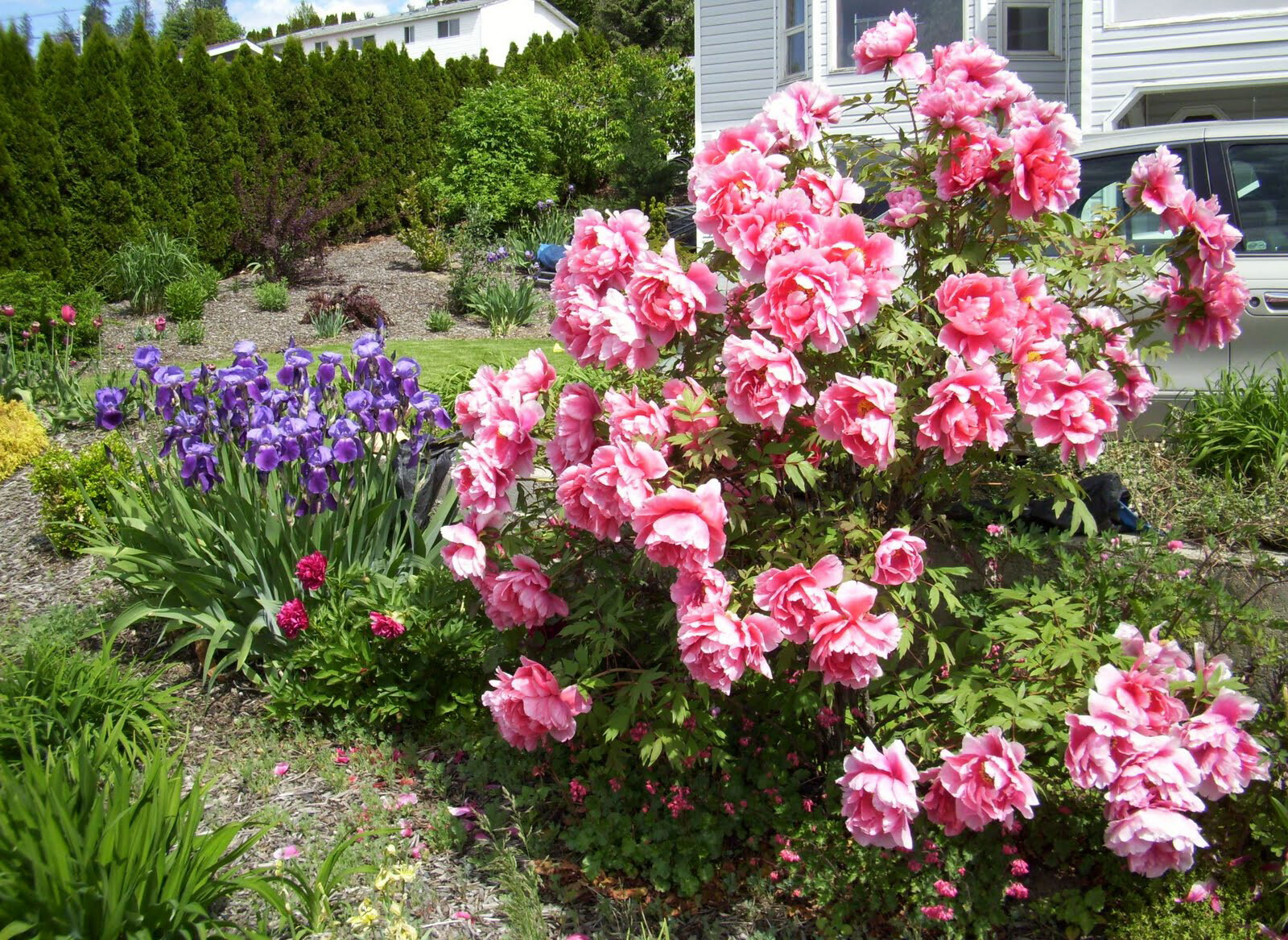 Tree Peony, Paeonia suffruticosa, Seeds