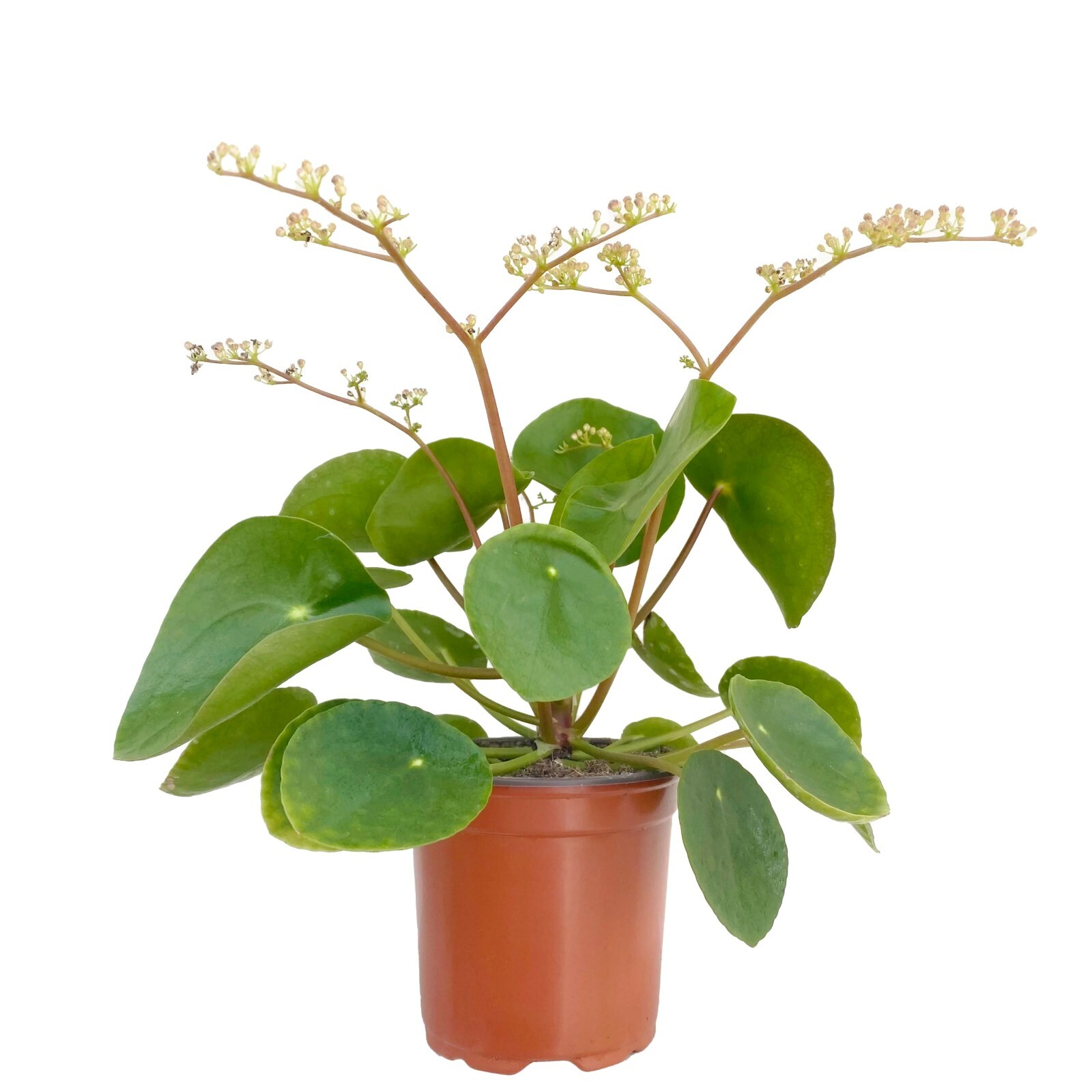 Pilea Peperomioides Chinese Money 4in pot – Chinese Money Plant – UFO Plant