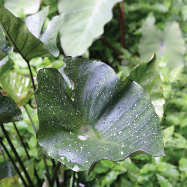 Colocasia – Tea Cup Elephant Ear – 1 Gallon Size Currently 2 to 3 FEET Tall