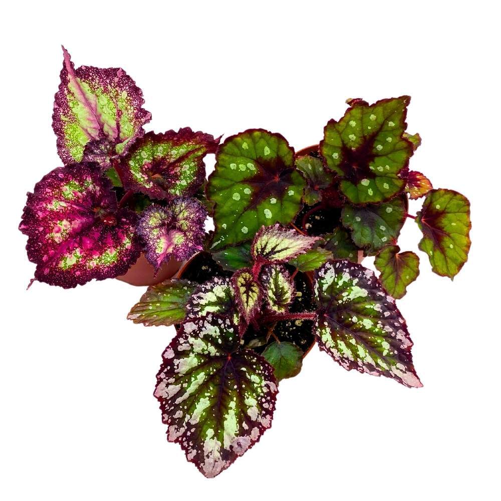 Harmony’s Purple and Green Begonia Assortment 4 inch Set of 3 Harmony Hybrids Sp