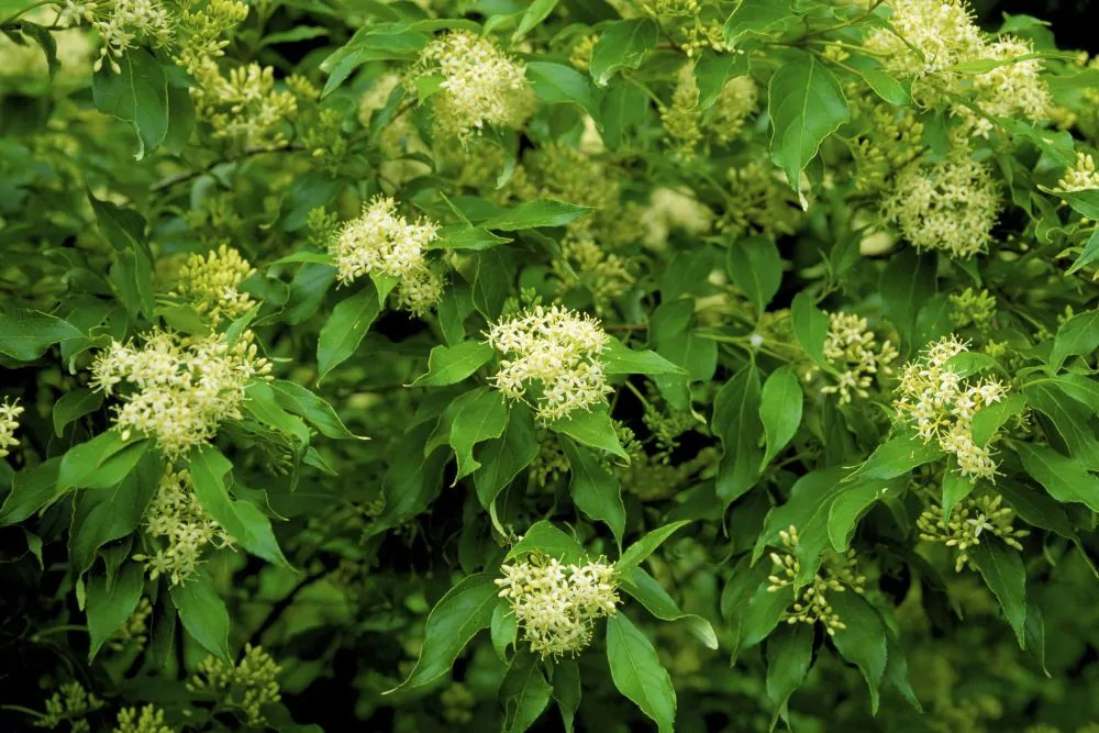 1 Gray Dogwood 12-24″ Cornus racemosa Bare Root