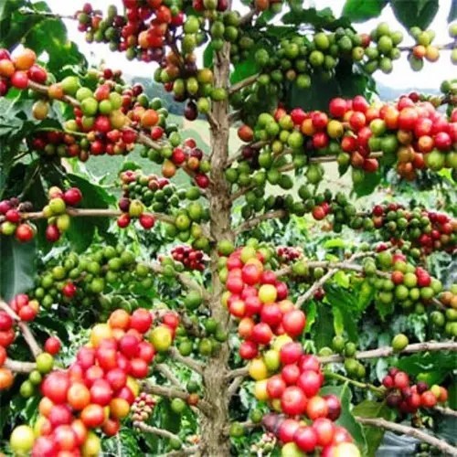 Mexican Coffee Bean Tree Seeds (25) / Chiapas Turquesa / DELICIOUS / Super Rare
