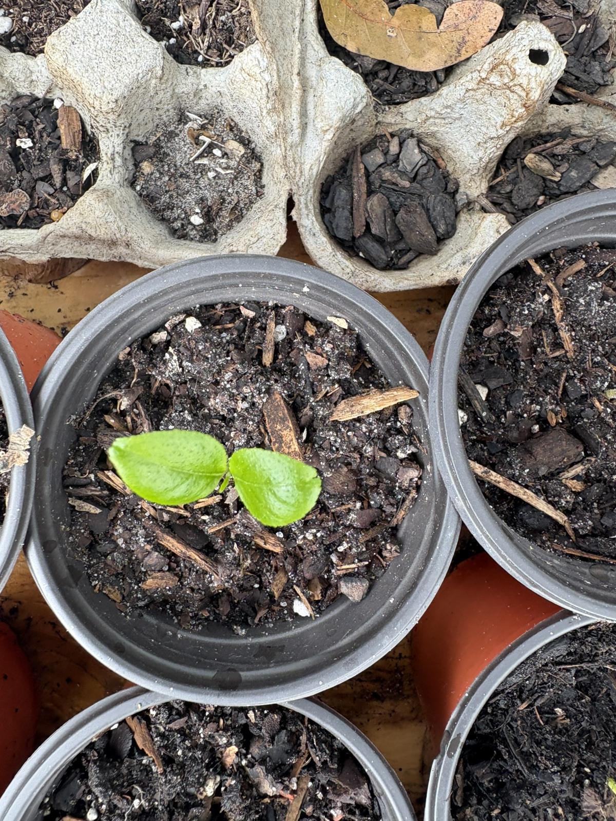 2”-3” inches Small Live Lemon Tree with Roots Organically Grown Seedling Plants