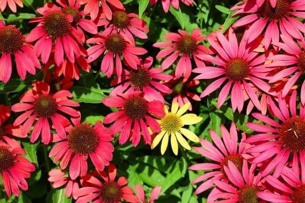 Mix Echinacea Coneflower Seeds for Planting – 2000+ Non-GMO Heirloom Seeds, Rain