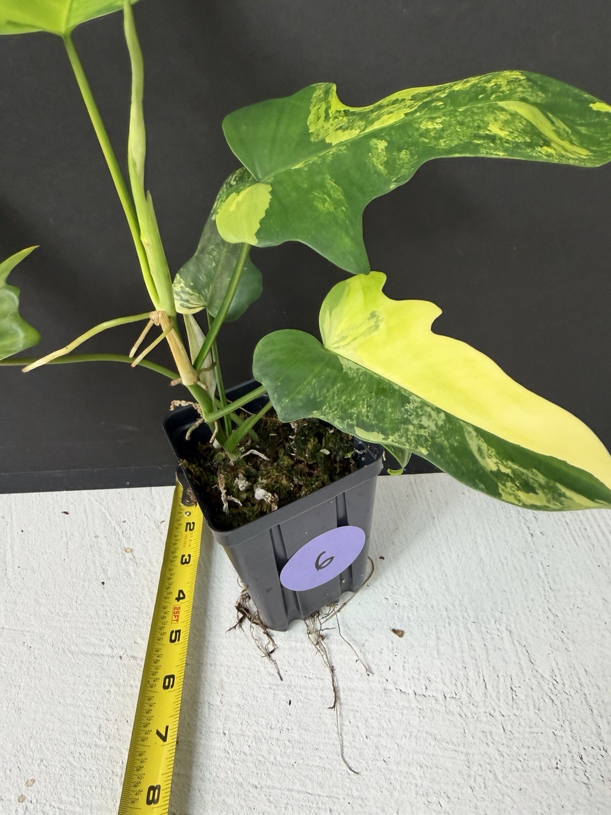 philodendron florida beauty x mayoi Variegated
