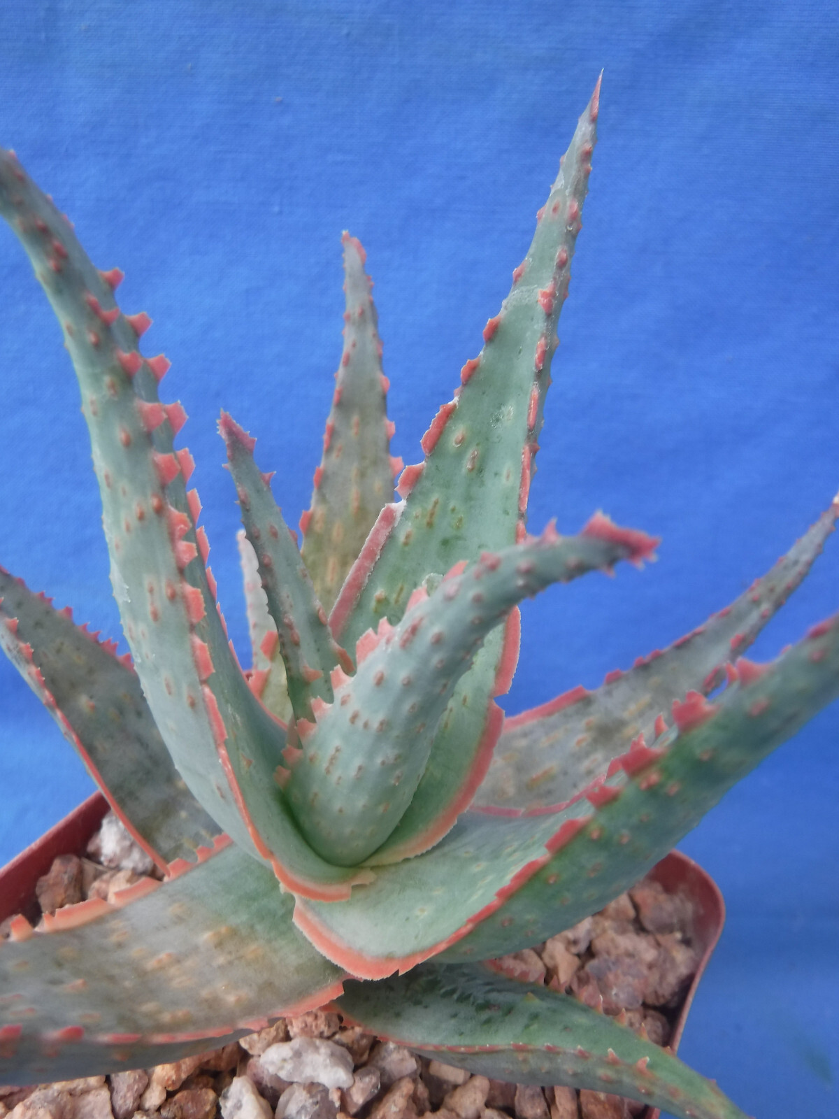 Aloe Hybrid KG “Dental Work” Great Colors/Texture Succulent 3″ to 4″ Wide 3″ Pot